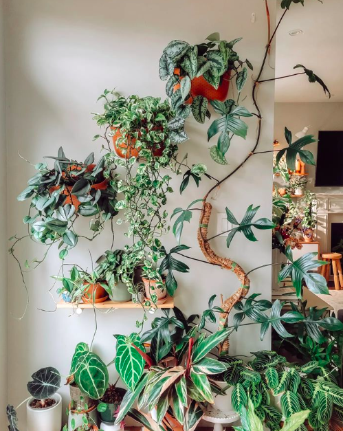 Hanging Plant Wall